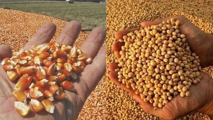 الزراعة الأمريكية: بيع 301 ألف طن من الذرة وفول الصويا إلى الصين ووجهات أخرى