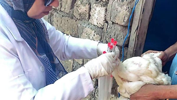 بيطري كفرالشيخ: تحصين 36 ألف طائر ضد أنفلونزا الطيور والأمراض الوبائية