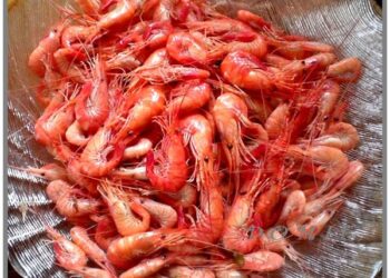 طرق الوقاية من متلازمة البراز الأبيض ومرض الأمعاء البيضاء في الجمبري