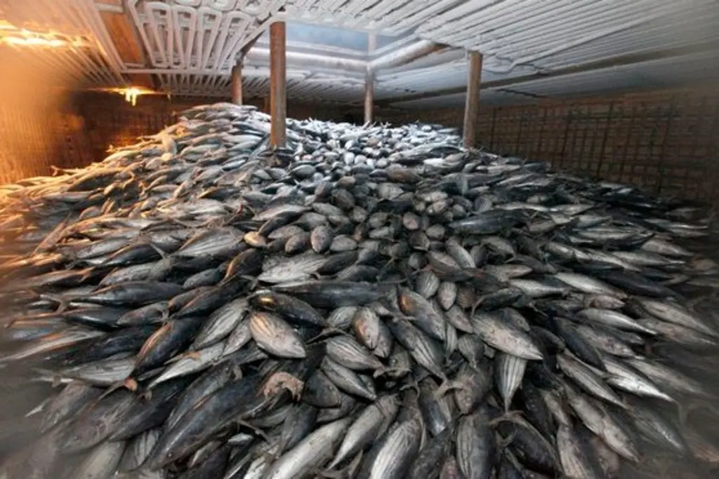 خبير استزراع سمكي: تراجع نسبي في أسعار السمك الأبيض.. ويكشف الوضع فى سوق الأسماك خلال العام الجديد