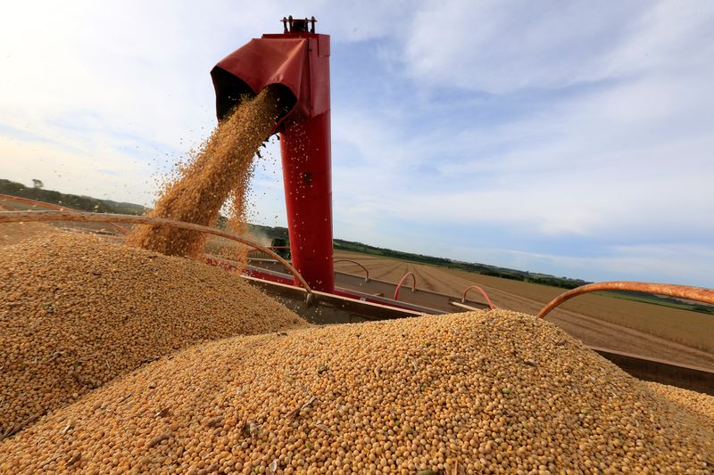 بوينس آيرس: الأرجنتين تزرع 43.8% من محصول فول الصويا والذرة بنسبة 32.5%