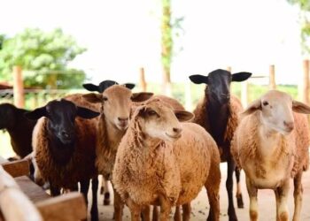 إنتاج البرازيل من الأغنام يصل إلى 20 مليون رأس في 2023