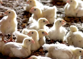 خاص| عن ارتفاع سعر الكتكوت.. المنصورة للكتاكيت تكشف الوضع بالسوق المحلي