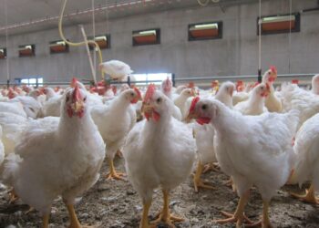خاص| عبد المغيث: ارتفاع أسعار الدواجن خلال الفترة المقبلة بعد انخفاض دام لشهر ونصف