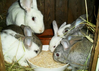 خاص| أستاذ تربية يوضح أهم الإجراءات لتفادي الآثار الضارة لارتفاع درجة الحرارة على الأرانب