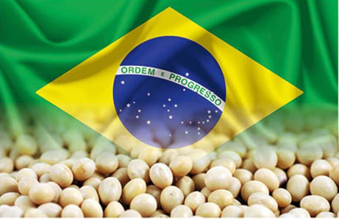 إنتاج فول الصويا في البرازيل لموسم 2023-24 يسجل 161.9 مليون طن