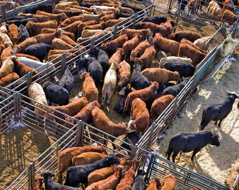 العقود الآجلة للماشية الحية تختتم الأسبوع بانخفاض 2٪ مدعومة بتراجع أسعار لحوم البقر