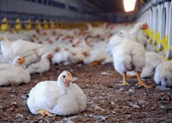 جامعة جنوب الوادى: إنشاء مزرعة دواجن واستصلاح 100 فدان للإنتاج الحيواني قريبا