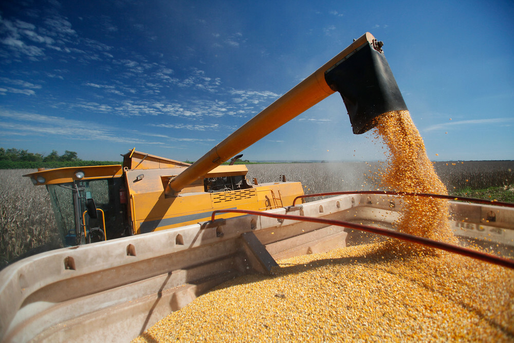 كوريا الجنوبية تتعاقد على شراء 68 ألف طن من الذرة في مناقصة دولية