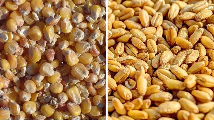 الزراعة الأمريكية تعزز تقديراتها لصادرات الذرة والقمح لعام 2023
