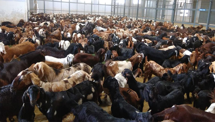 ارتفاع صادرات لحوم الماعز الأسترالية إلى الصين بأكثر من 4000% خلال عام
