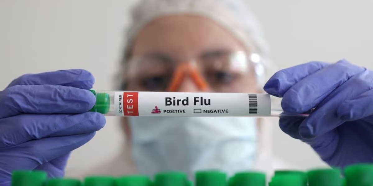 الصين تعلن انتشار فيروس أنفلونزا الطيور (H5N1) شديد العدوى في المزارع