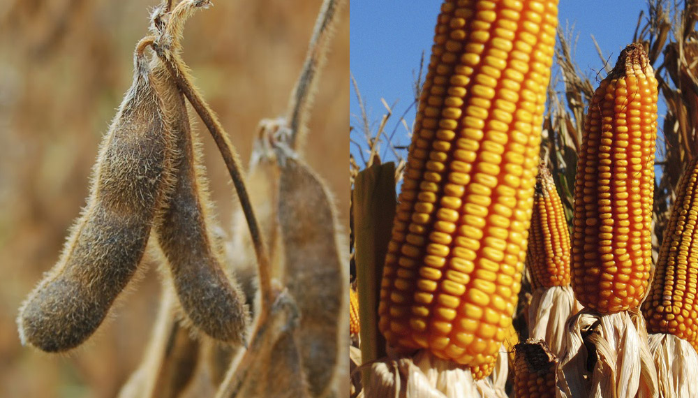 المخاطر تتزايد على محصول الذرة في البرازيل مع انخفاض التوقعات لفول الصويا