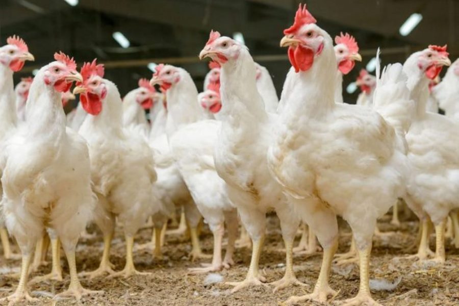 خاص| منتجى الدواجن: أسعار الدواجن و البيض في متناول المستهلك العادي