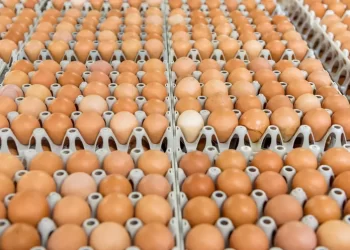 خبير ببورصة البيض لـ”قلم بيطري” يكشف أسباب تحريك الأسعار