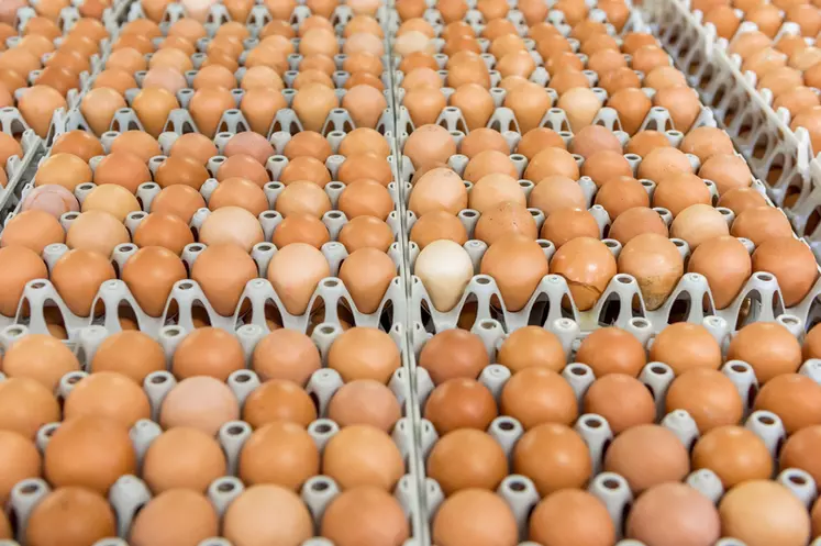 خبير ببورصة البيض لـ”قلم بيطري” يكشف أسباب تحريك الأسعار
