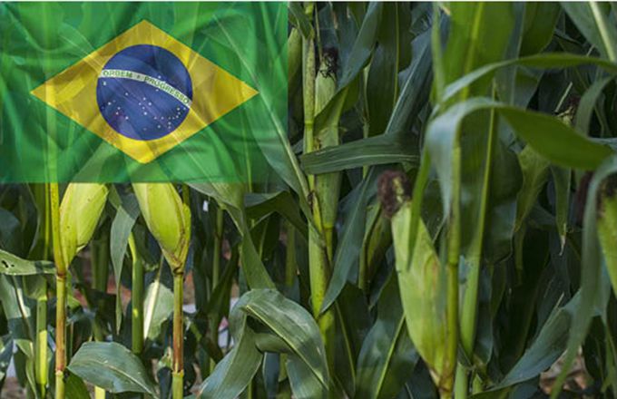 مبيعات البرازيل من الذرة لموسم حصاد 2022-23 تسجل 88.5% من الإنتاج