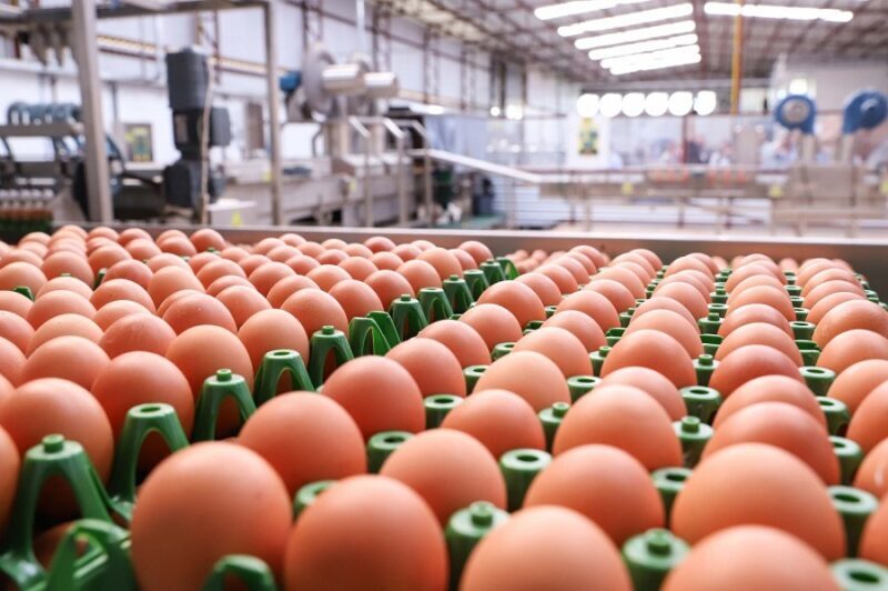 صادرات البرازيل من البيض تنمو بنسبة 99.9٪ في نوفمبر