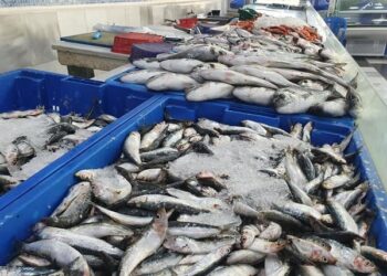 أسعار السمك اليوم في سوق العبور