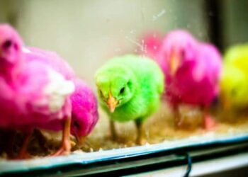 صيصان مصر: الطلب على الكتاكيت "متوسط".. والتكلفة الفعلية تصل إلى 20 جنيها للكتكوت