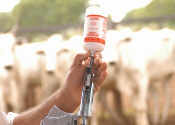 البرازيل تمدد حملات التطعيم ضد مرض الحمى القلاعية وداء البروسيلات حتى 15 ديسمبر