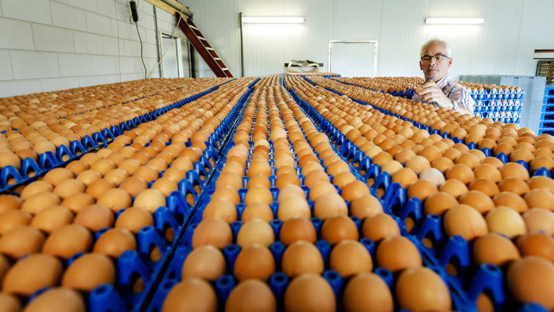 خاص| أحمد نبيل: 21 مليون بيضة حجم تراجع إنتاج مصر من البيض في 2023