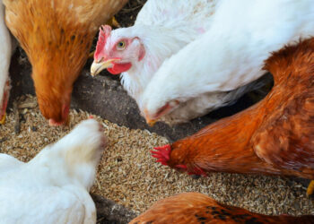 أسعار شركات أعلاف الدواجن