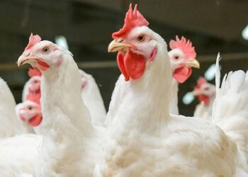 الفراخ البيضاء بـ60 جنيهًا.. أسعار الدواجن اليوم الإثنين في المزارع