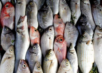 أسعار السمك اليوم الأربعاء في سوق العبور