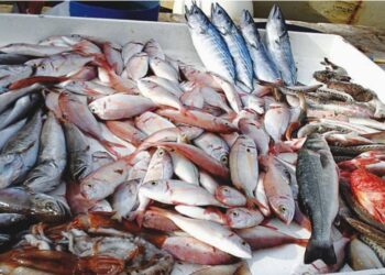 أسعار السمك اليوم الإثنين في سوق العبور