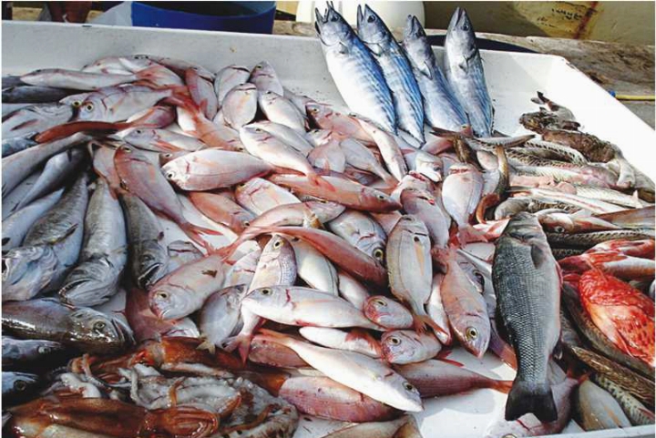 أسعار السمك اليوم الإثنين في سوق العبور