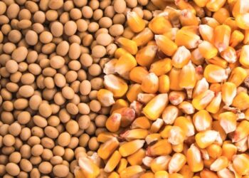 تراجع أسعار فول الصويا والذرة ببداية تداولات بورصة شيكاغو