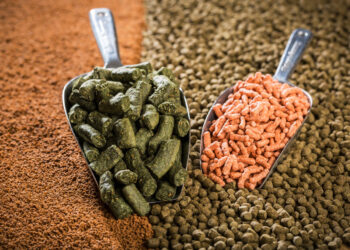 خاص| الحجاز للأعلاف: تراجع ألف جنيه في طن أعلاف الأسماك خلال أيام