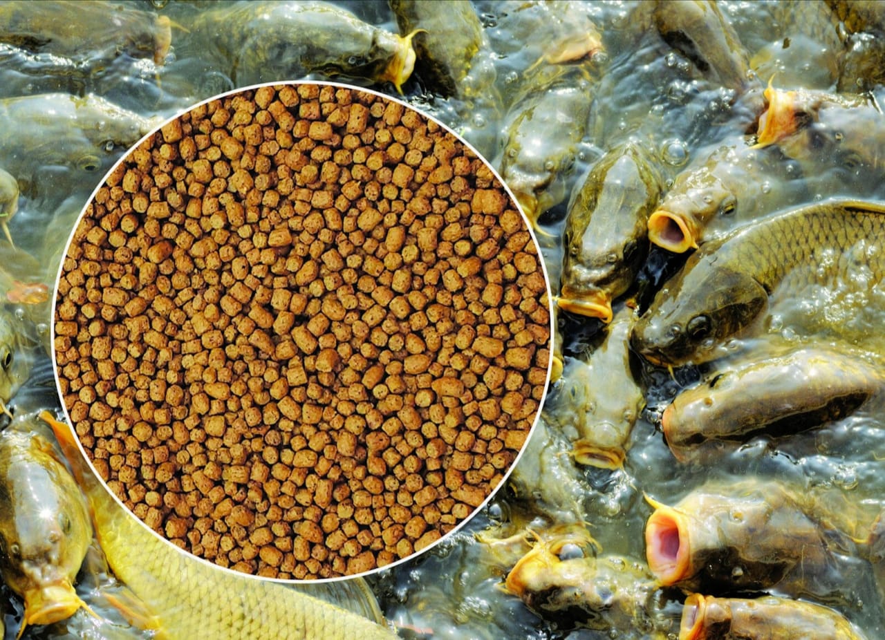 أللر أكوا يكشف ملامح تغيرات قطاع الإستزراع السمكي في 2023