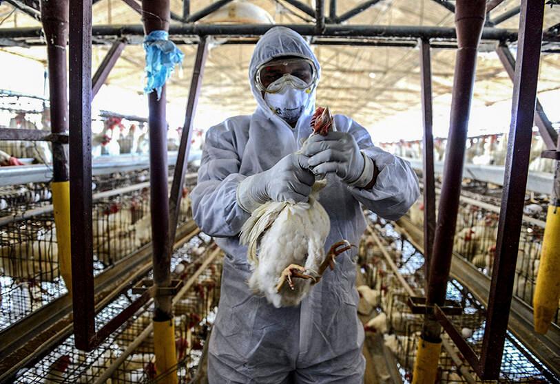 إعدام 2 مليون طائر خلال أسبوع في ولاية كاليفورنيا الأمريكية وسط تفشي أنفلونزا الطيور