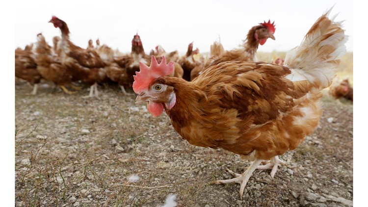 إعدام 2.6 مليون دجاجة بولاية أوهايو الأمريكية بعد تفشي أنفلونزا الطيور