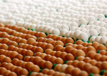 الزراعة تطرح كرتونة البيض بسعر 140 جنيهاً بمعارض "خير مزارعنا لأهالينا"