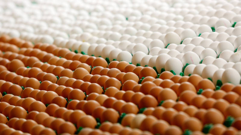الزراعة تطرح كرتونة البيض بسعر 140 جنيهاً بمعارض "خير مزارعنا لأهالينا"