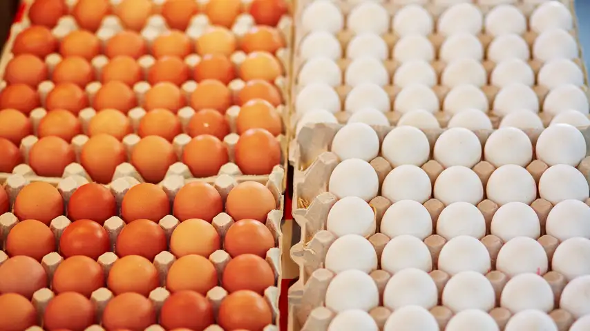 خاص| أحمد نبيل: 21 مليون بيضة حجم تراجع إنتاج مصر من البيض
