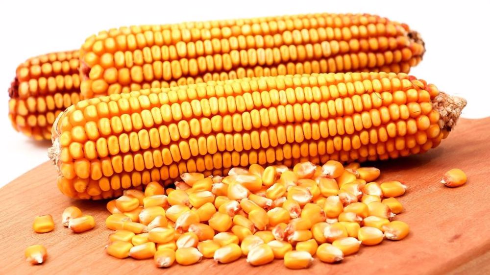 الاتحاد الأوروبي يرفع تقديراته لمحصول الذرة في موسم 2023-24 ويخفض الواردات