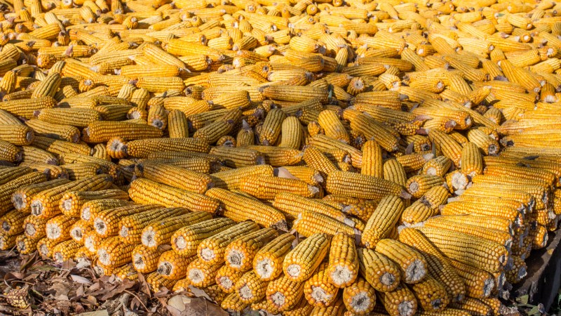 الجزائر تشتري 80 ألف طن من الذرة الأرجنتيني