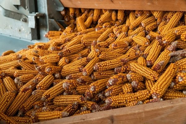 ملاوي تحظر استيراد الذرة من تنزانيا وكينيا بسبب مرض النخر
