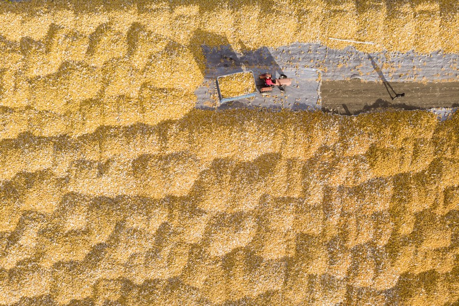 288.84 مليون طن.. الصين تسجل محصولًا قياسيًا من الذرة في 2023