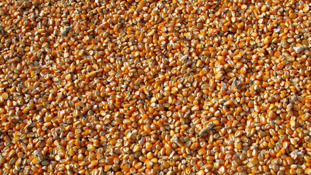 بينهم 27.6 مليون طن من الذرة.. أوكرانيا تحصد 78.7 مليون طن من الحبوب في 2023