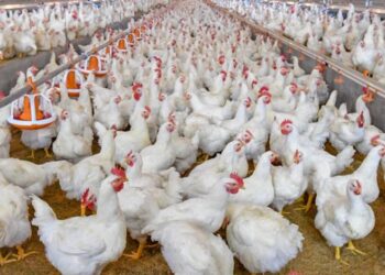 انخفاض جديد في أسعار الدواجن اليوم الأحد في المزارع