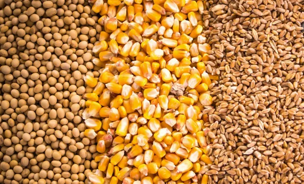 بقيادة فول الصويا.. ارتفاع صادرات الحبوب والبذور الزيتية الأسبوعية في كندا بنسبة 38٪