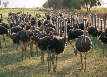 خاص| مُربي نعام: كيلو اللحم بـ350 جنيه والريش 1200 ومتوسط الكتكوت 1500 جنيه