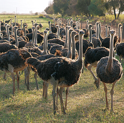 خاص| مُربي نعام: كيلو اللحم بـ350 جنيه والريش 1200 ومتوسط الكتكوت 1500 جنيه