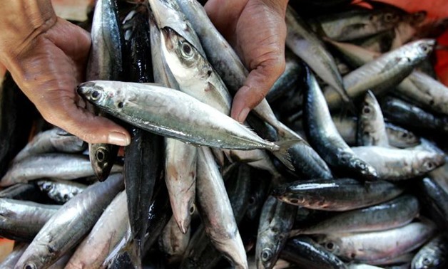 الصين ترفع الحظر المفروض على الأسماك التايوانية