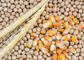 ارتفاع العقود الآجلة لفول الصويا والحبوب مع نهاية عام 2023